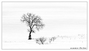 Arbre nordique isolé