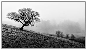 Arbre dans les nuages